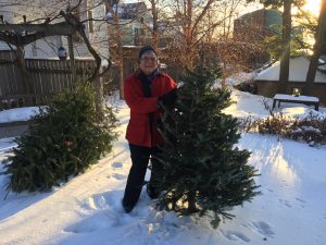 Robin Whitten rounding up Christmas trees for mulch.