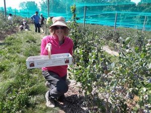 Caitlin Augusta blueberry picking