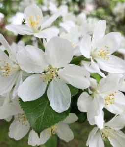 Spring Flowers