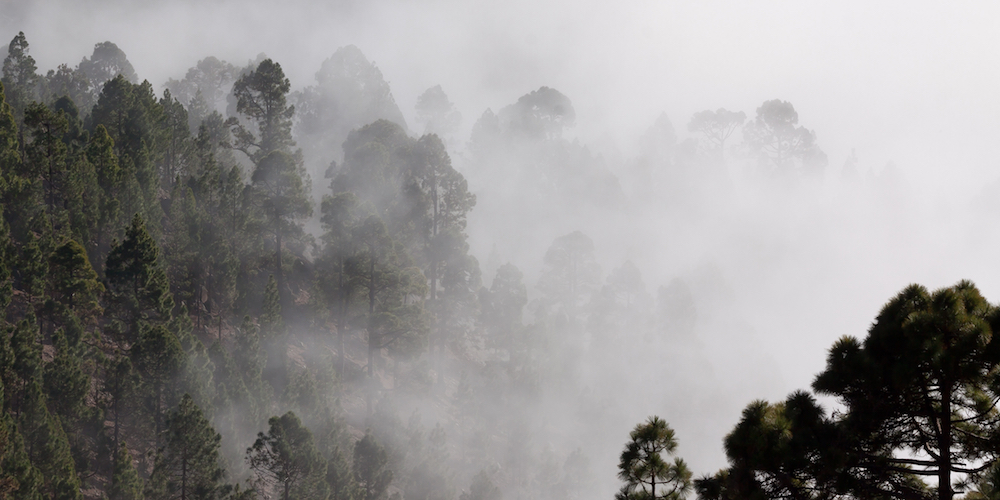 Forest Covered in Fog