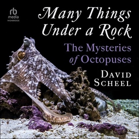 MANY THINGS UNDER A ROCK